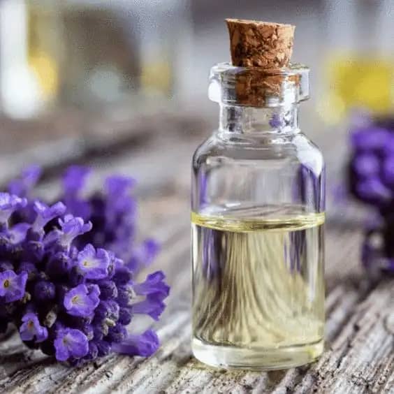 Lavender Essential Oil