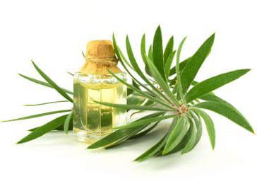 Tea Tree Essential Oil