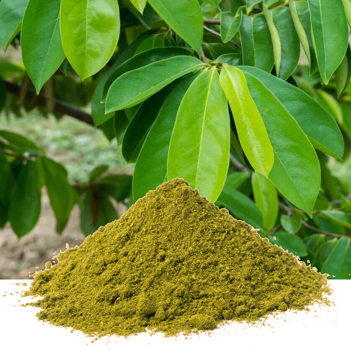 Soursop Leaf Powder
